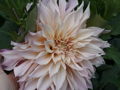 Bild 3:Frische Blumen aus dem eigenen Garten