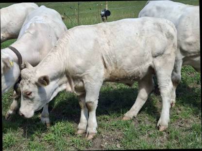 Bild 2:Charolais Kalbin