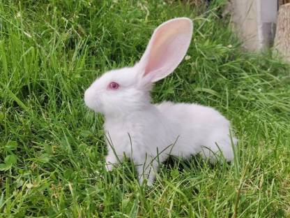 Bild 3:Junge Riesenhasen