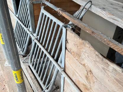 Aufstallung Schweine