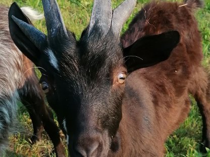 Vierhorn-Bockkitz