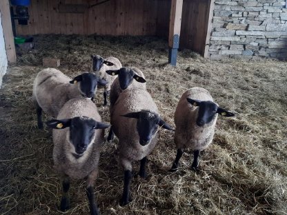 BIO Suffolk Jungwidder