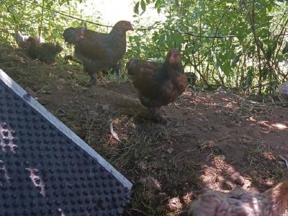 Bild 3:Brahma Hähne