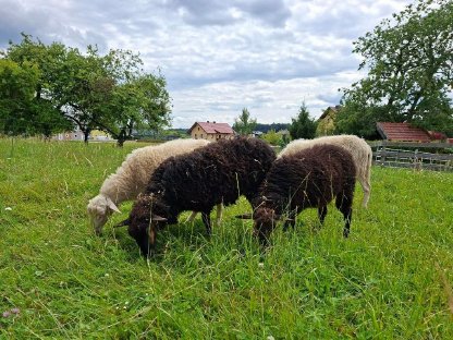 Bild 2:Krainer Steinschafe