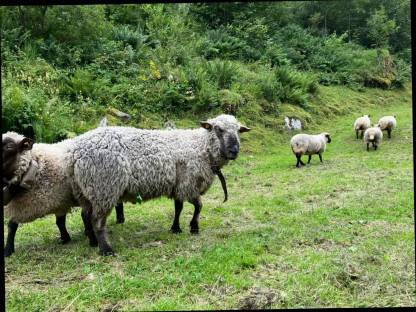 Bild 3:Shropshire-Widder