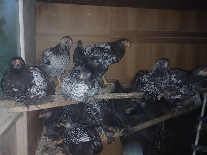 Bild 3:BRAHMA Hühner und Hähne schwarz-weiß gesäumt