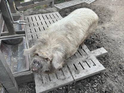 Kune Kune Kastrat