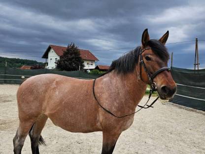 Pferd: Stute Mogyóro