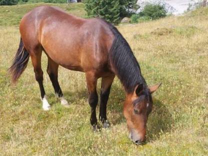 Bild 4:Noriker Zuchtstute jährig