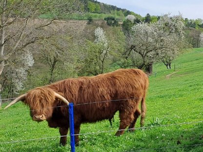 Hochlandrind Ochse zu verkaufen