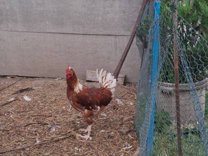 Bild 2:3 wunderschöne Hähne zu haben