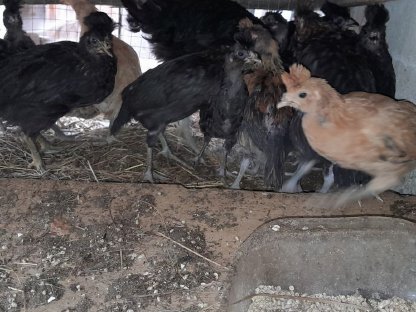 Bild 2:Hühner und Hähne