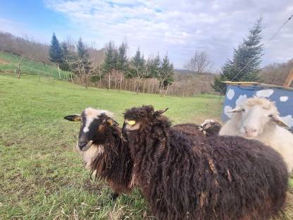 Bild 7:Krainer Steinschafe vom Herdezuchtbetrieb