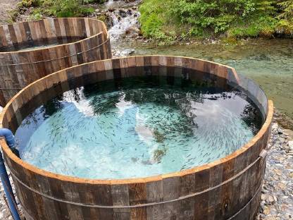 Bild 4:Saibling, Setzlinge, Elsässer Saibling, Besatzfische