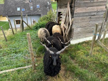 Bild 2:Zackelschafe weiblich