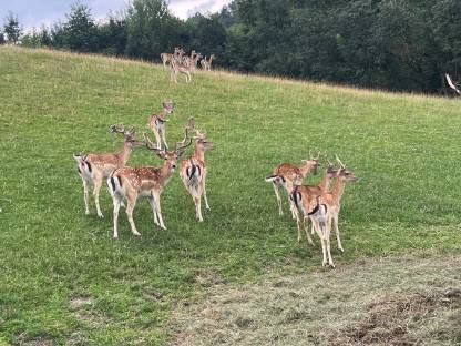 Damwild aus BIO-Haltung