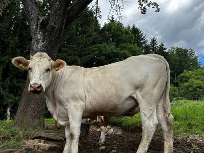 Verkaufe Trächtige Charolais Kalbin