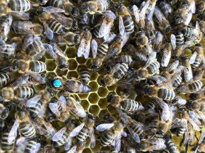 Bild 6:Ableger, Bienenvölker, Bienenkönigin