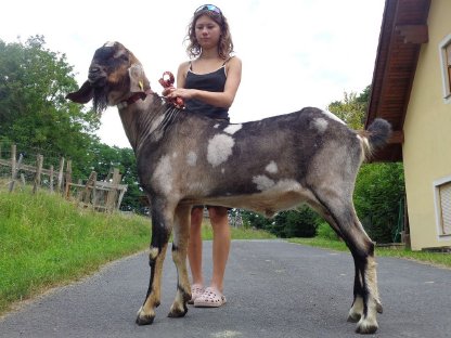 Bild 2:Anglo-Nubier Zuchtbock