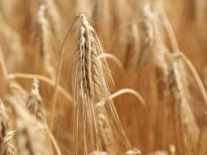 Futterweizen Ernte 2025