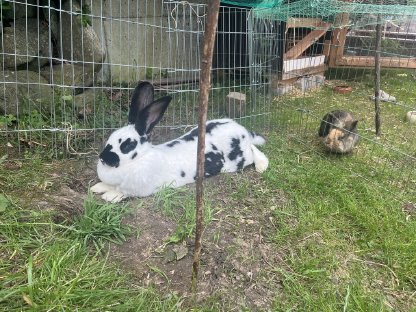 Kaninchen suchen neues Zuhause