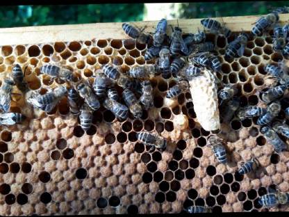 Bienenköniginnen F1 Carnica