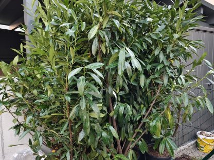 Kirschlorbeer NEU 180 bis 150 cm