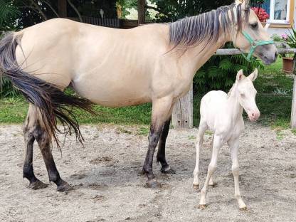 Bild 9:Quarter/Paint Horse und Mix Fohlen