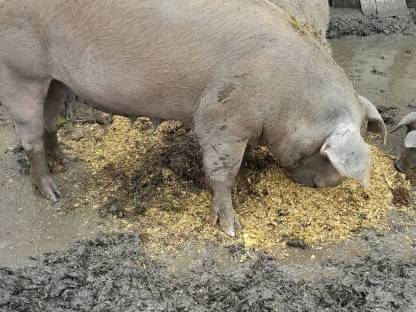 Verkaufe Duroc Sau
