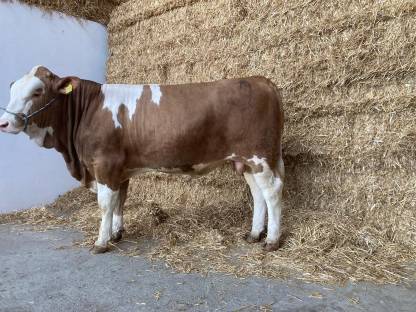 Bild 4:Fleckvieh Deckstier Sprungstier Zuchtbulle Deckbulle