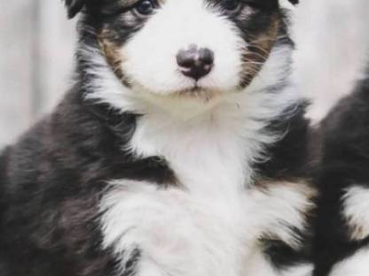 Reinrassige Australian Shepherd Hündin