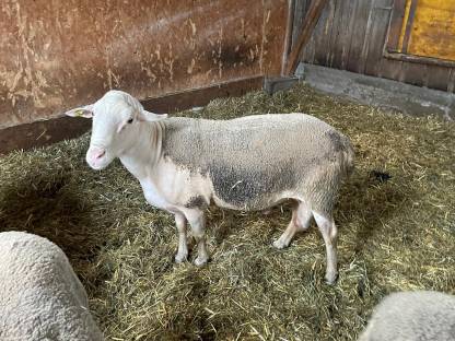 Zuchtschafbock