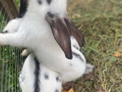 Hasenbabys