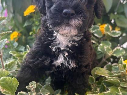 Bild 8:Bollipoo-Welpen und Toypudel mit Ahnentafel