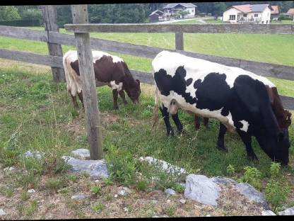 Bild 4:Pinzgauer Zuchtherde