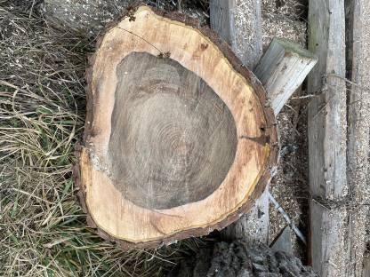 Bild 6:Nussbaumscheiben