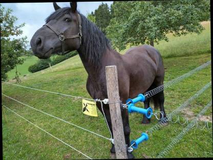 Bild 4:Lilli Noriker Stute