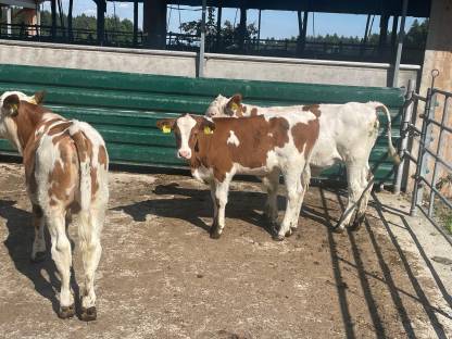 Bio-Fresser 3-4 Monate