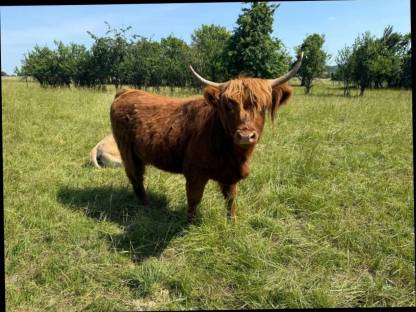 Highland-Rinder (Färsen), 1-5 Jahre, teils trächtig