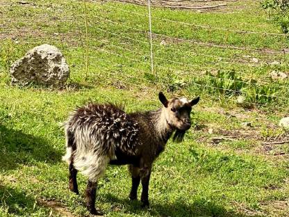 Bild 2:Zwergziegenbock