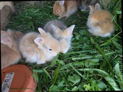 Bild 6:Löwenkopf Zwergkaninchen zu verkaufen