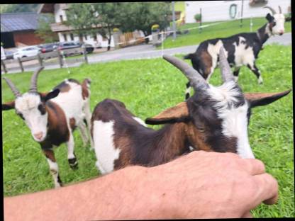 Bild 4:Tauernschecken Kitz