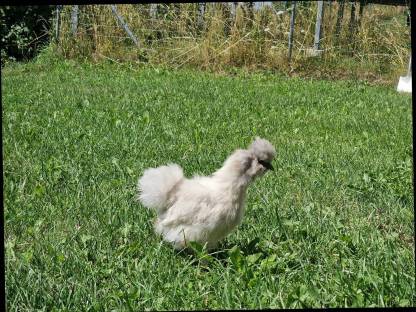 Zwergseidenhuhn Pärchen