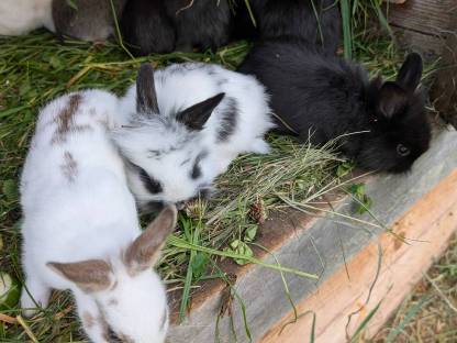 Bild 2:Löwenkopf Zwergkaninchen
