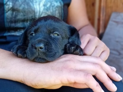 Labrador Welpen