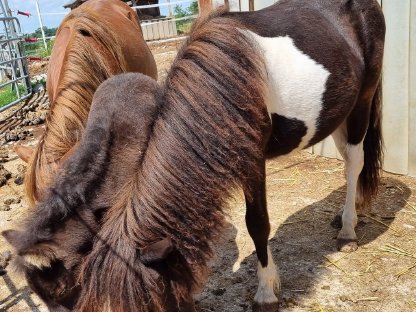 Bild 6:Shetland Shetty Stute Fohlen Pony