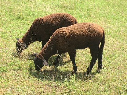 Bild 3:Jura Widder Lamm, reinrassig, zur Zucht
