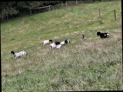 Bild 4:Zwergziegen und Zwergziegenböcke