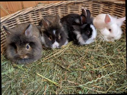 Bild 3:Löwenkopf Zwergkaninchen