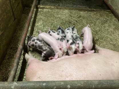 Ferkel zu verkaufen